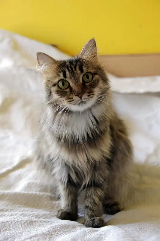 Отдам кошечку Дану