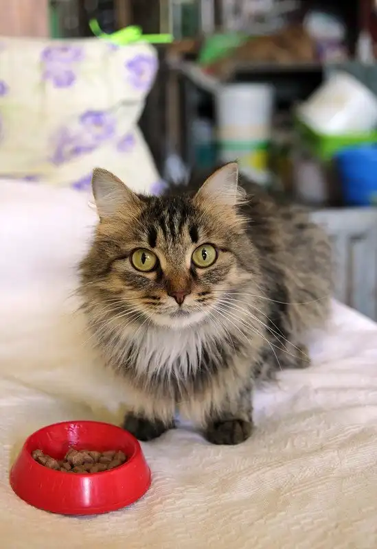 Отдам кошечку Дану