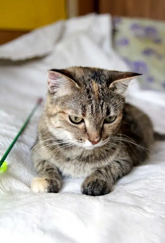 Отдам кошечку Дину