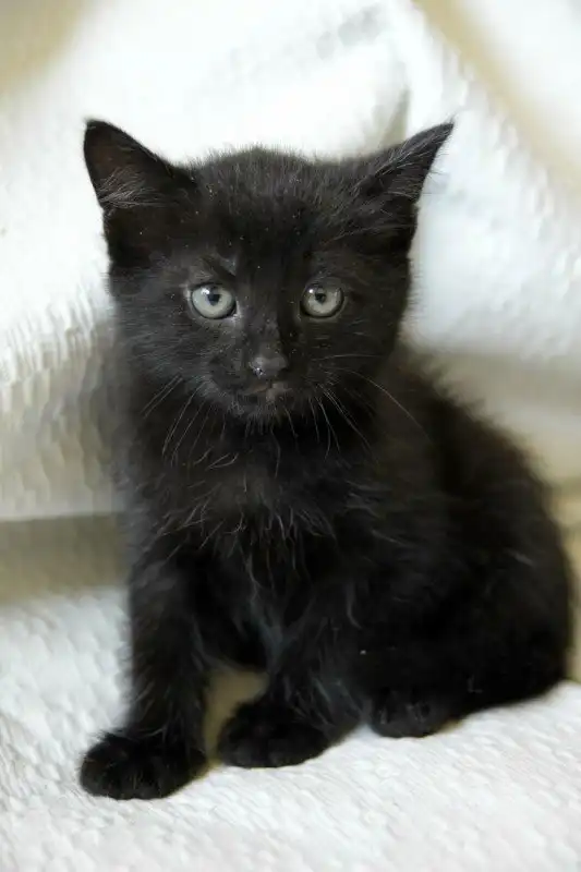 Отдам котят мальчики