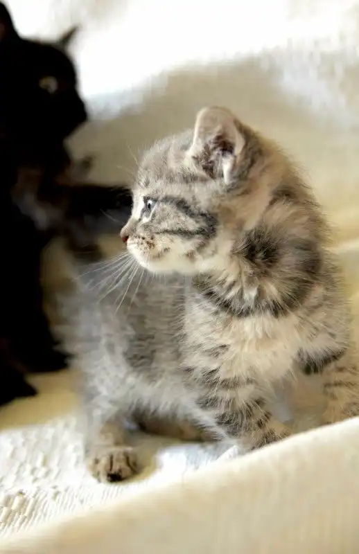 Отдам котёнка мальчика