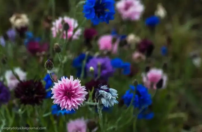 Лучший северный город России