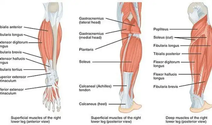 Интересные факты про опорно-двигательный аппарат, которые вы могли не знать