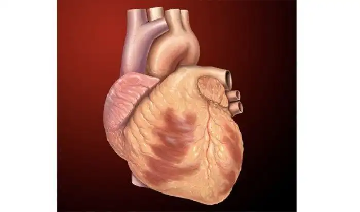 Интересные факты про опорно-двигательный аппарат, которые вы могли не знать