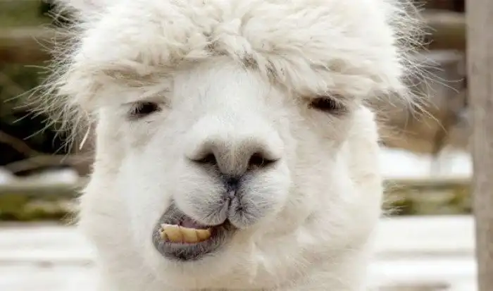 Интересные факты про опорно-двигательный аппарат, которые вы могли не знать