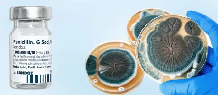 6 фактов о плесени