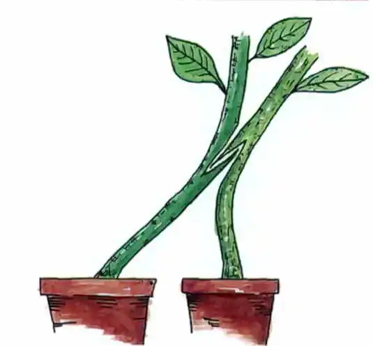 Бахча в Подмосковье, или как я арбузы на тыкву прививал