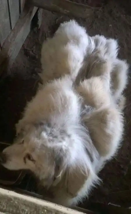 Собака похудела на 16 кг после первой стрижки за 6 лет