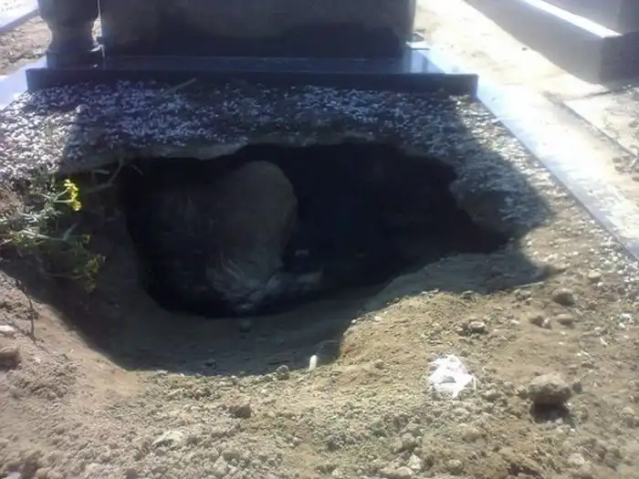 Сербская зоозащитница спасла собаку, поселившуюся на могиле умершего хозяина