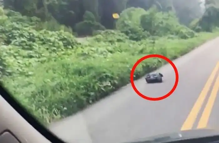 Необычная находка в мусорном пакете на дороге