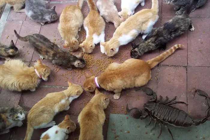 Истинные размеры колоссальных объектов