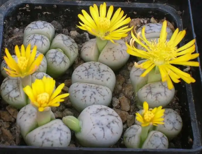 15 странных растений, в существование которых сложно поверить