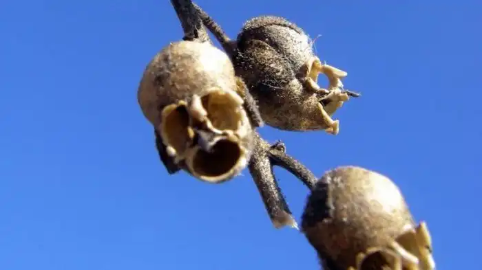 15 странных растений, в существование которых сложно поверить