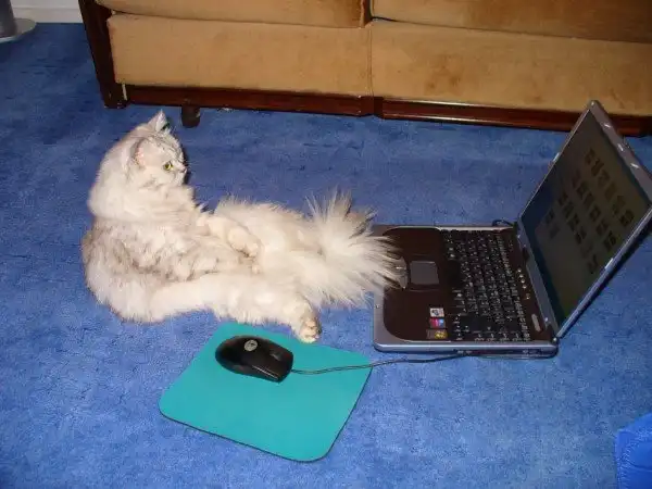 Отдам котёнка по имени ГАВ