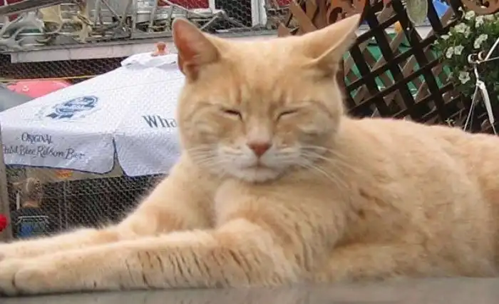 Чего ещё мы не знали о кошках