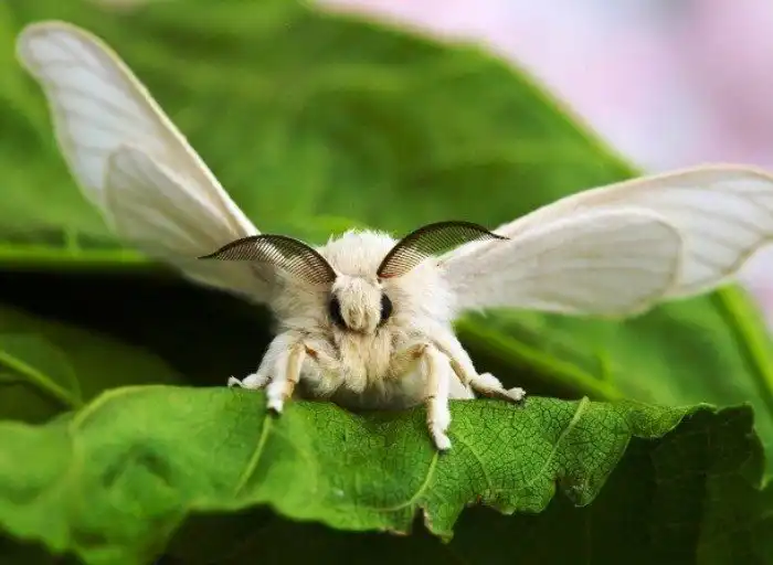 Потрясающе красивые насекомые