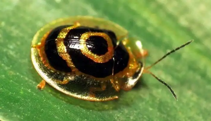 Потрясающе красивые насекомые