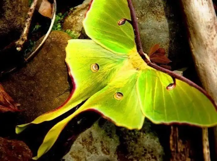 Потрясающе красивые насекомые