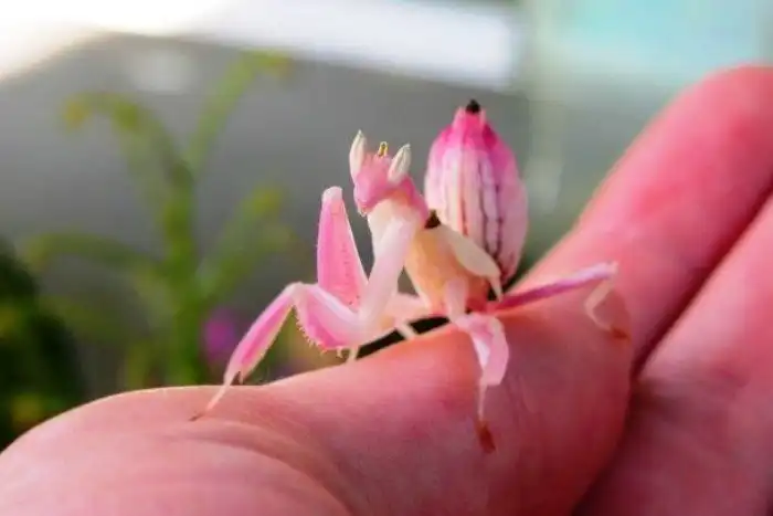 Потрясающе красивые насекомые