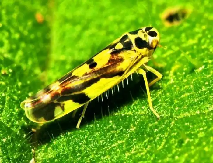 Потрясающе красивые насекомые