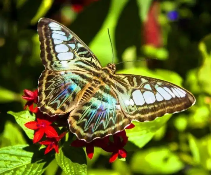 Потрясающе красивые насекомые