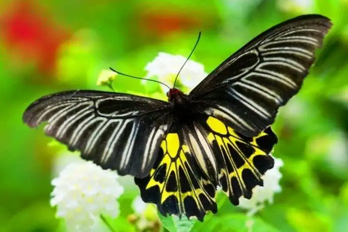 Потрясающе красивые насекомые