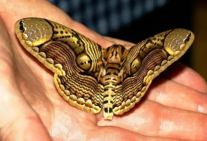 Потрясающе красивые насекомые