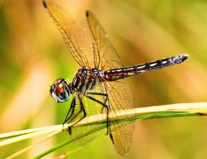 Потрясающе красивые насекомые