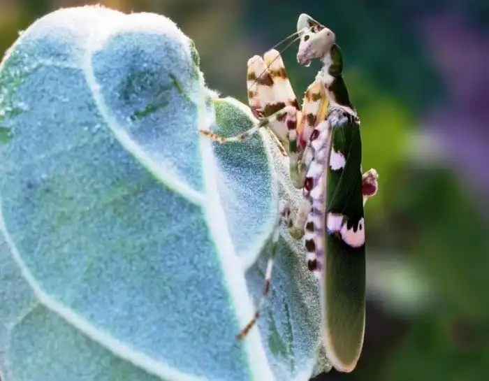 Потрясающе красивые насекомые