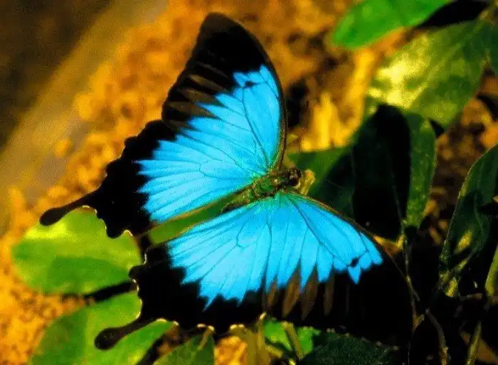 Потрясающе красивые насекомые