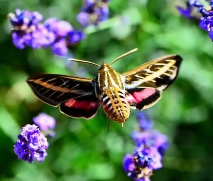 Потрясающе красивые насекомые