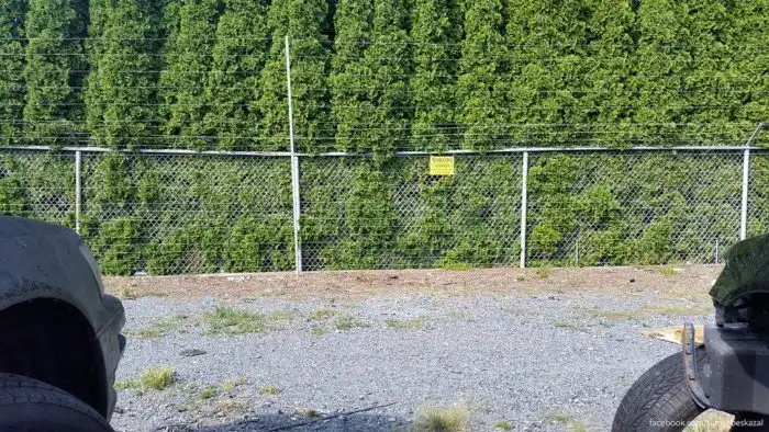 Как умирают автомобили в Америке