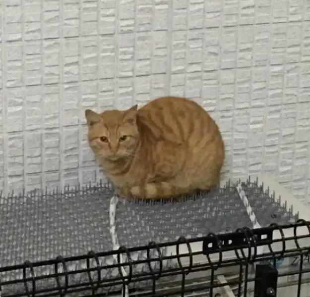 Шипы от котов