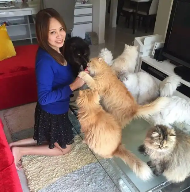 «Кошачья мама на полный день» и ее 12 кошек