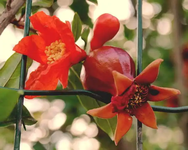 Гранат и его чудесные свойства