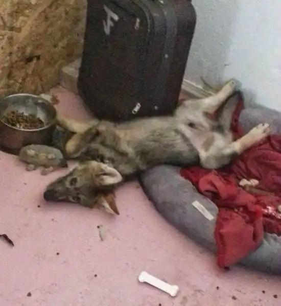 Щенок оказался вовсе не собакой