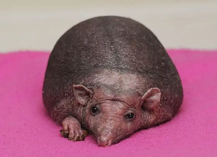 Лысый еж каждый день получает сеанс массажа