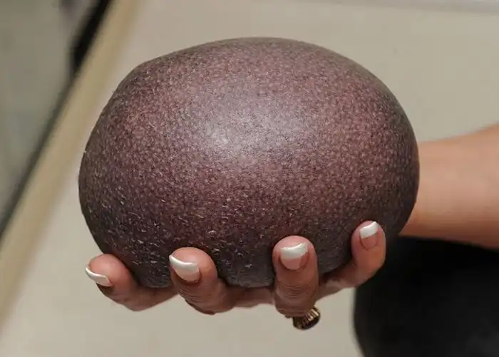 Лысый еж каждый день получает сеанс массажа