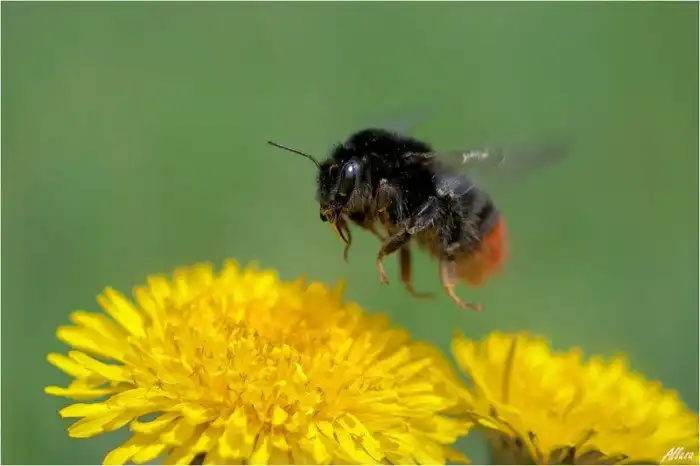 Шмели. Интересные факты