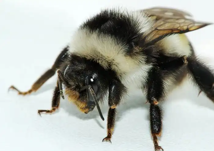 Шмели. Интересные факты