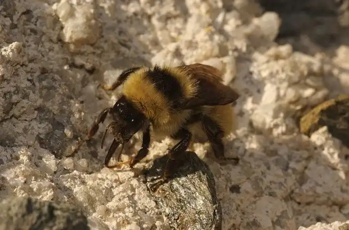 Шмели. Интересные факты