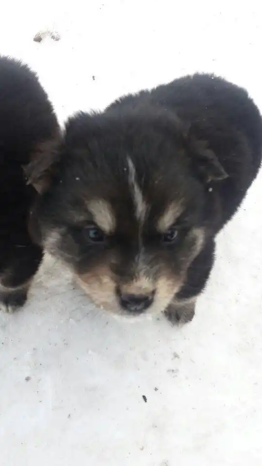 В добрые руки