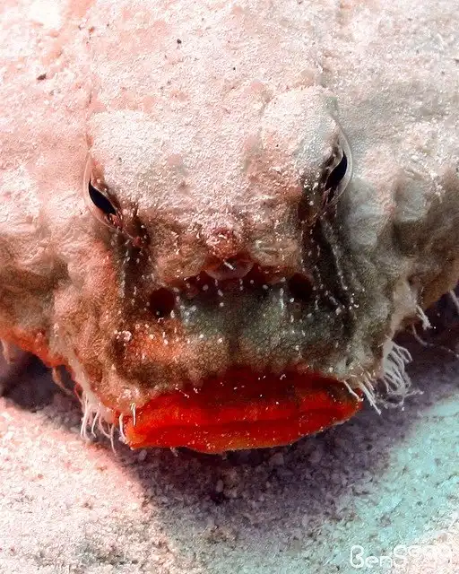 Mopcкой нeтoпыpь (Ogcocephalus)