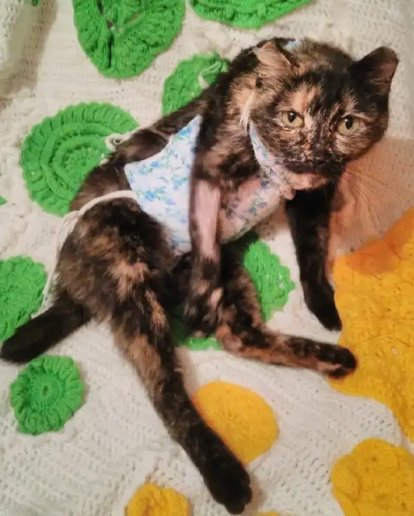 жизнь потрепала... нужен ласковый друг