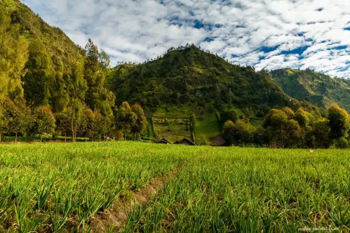 Вулкан Бромо. Остров Ява