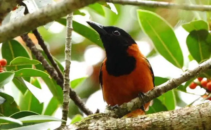 Питохуи: самая ядовитая птица планеты