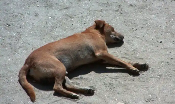 Интересные факты про собачьи бои