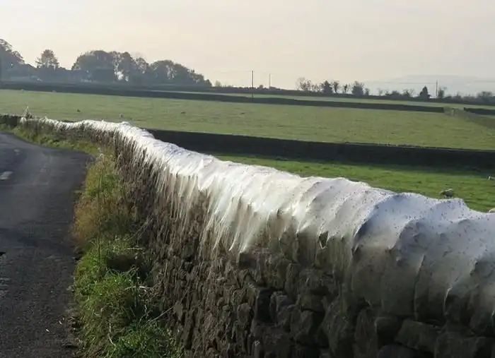 Нашествие пауков в британской деревне