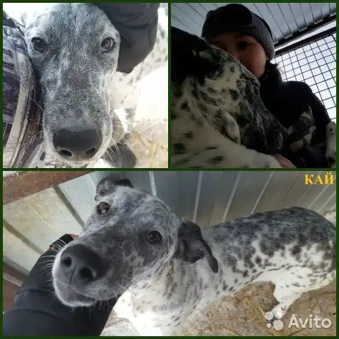 Пес-добряк Кай в дом ("почти Далматин" :) )