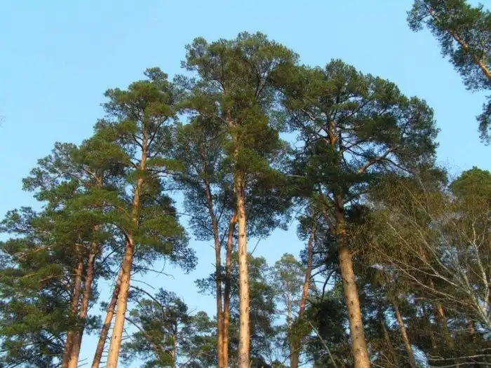 Целебная сила дерева. Как деревья нас лечат